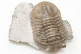 Rare, Asaphus Sulevi Trilobite - Russia #200402-1